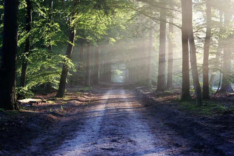Majestic forest landscape